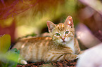 young European Shorthair
