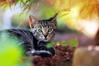 young European Shorthair