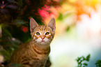 European Shorthair portrait