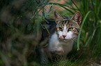 European Shorthair
