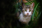European Shorthair portrait