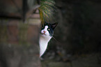 European Shorthair portrait