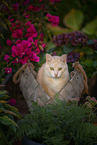 European Shorthair tomcat