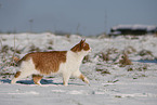 European Shorthair in winter