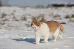 European Shorthair in winter