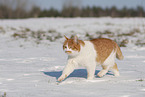 European Shorthair in winter