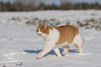 European Shorthair in winter