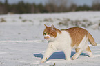 European Shorthair in winter