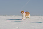European Shorthair in winter
