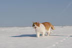 European Shorthair in winter