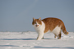 European Shorthair in winter