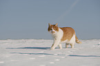 European Shorthair in winter