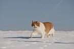 European Shorthair in winter