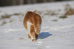 European Shorthair in winter