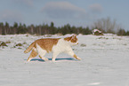 European Shorthair in winter
