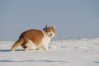 European Shorthair in winter