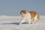 European Shorthair in winter
