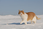 European Shorthair in winter