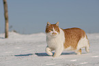 European Shorthair in winter