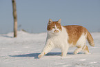European Shorthair in winter