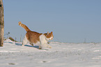 European Shorthair in winter