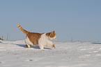 European Shorthair in winter