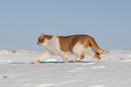 European Shorthair in winter