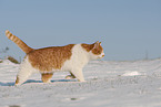 European Shorthair in winter