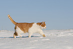 European Shorthair in winter