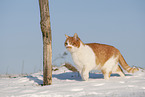 European Shorthair in winter