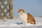 European Shorthair in winter