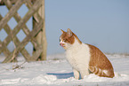 European Shorthair in winter