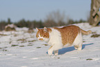 European Shorthair in winter