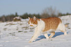 European Shorthair in winter