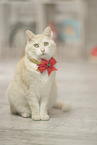 European Shorthair