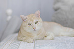 European Shorthair