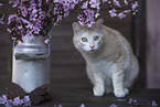 European Shorthair