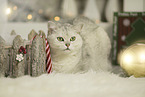 European Shorthair