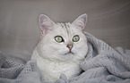European Shorthair
