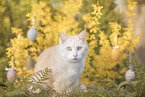 European Shorthair