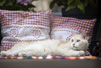 European Shorthair