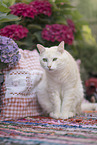 European Shorthair