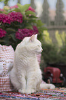 European Shorthair