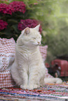 European Shorthair