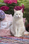 European Shorthair