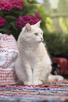 European Shorthair