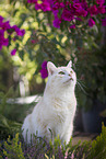 European Shorthair