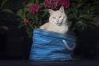 European Shorthair