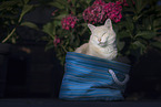 European Shorthair
