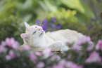European Shorthair